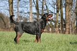 ROTTWEILER 555